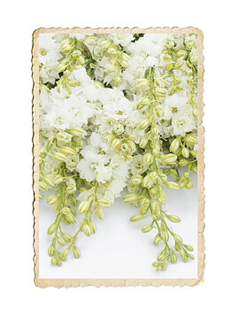 Romersk Riddarsporre QIS White