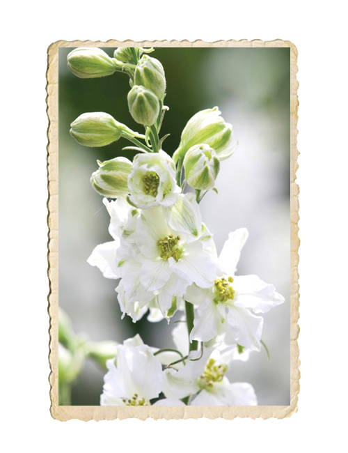 Romersk Riddarsporre QIS White - 3