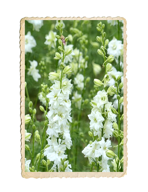 Romersk Riddarsporre QIS White