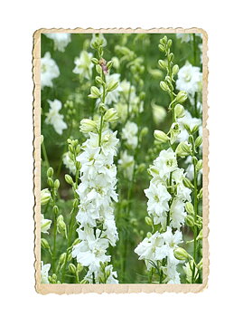 Romersk Riddarsporre QIS White