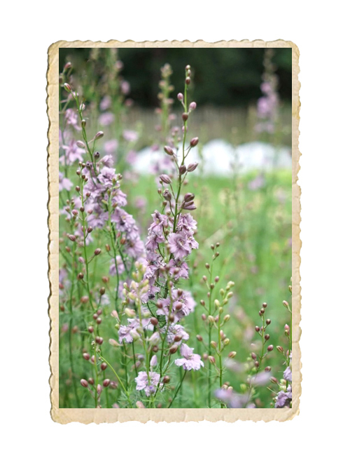 Romersk Riddarsporre Misty Lavender - 2