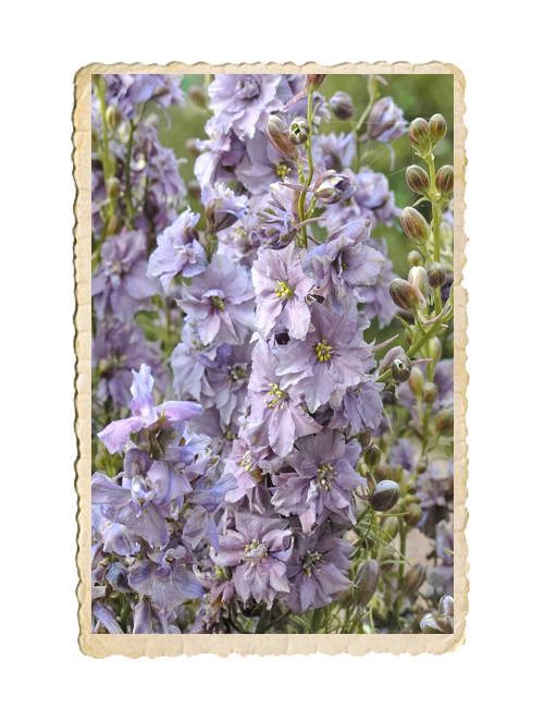 Romersk Riddarsporre Misty Lavender - 3