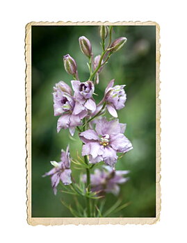 Romersk Riddarsporre Misty Lavender