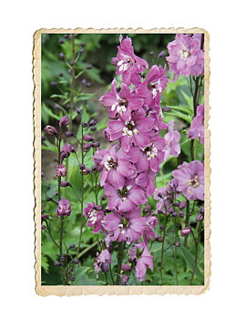 Trädgårdsriddarsporre Magic fountains Lilac Pink White Bee