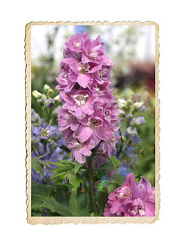 Trädgårdsriddarsporre Magic fountains Lilac Pink White Bee