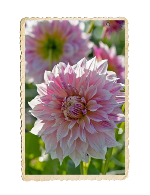 Dahlia Café au Lait Royal - 3