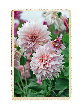 Dahlia Café au Lait Royal