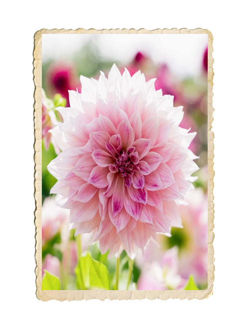 Dahlia Café au Lait Royal - 2
