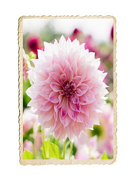 Dahlia Café au Lait Royal