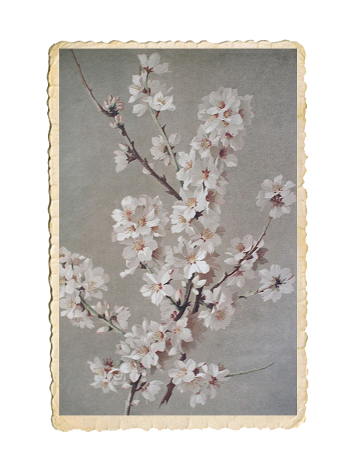 Poster,  mandelblomma  35x50 cm - 2