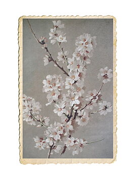 Poster,  mandelblomma  35x50 cm