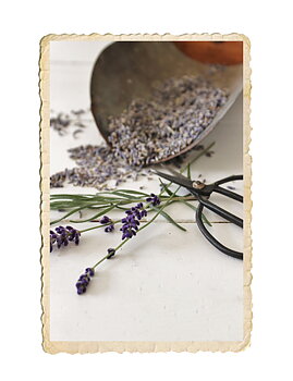 Lavendel i lösvikt