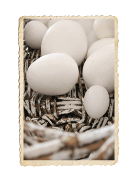 Frigolit ägg