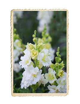 Lejongap Madame Butterfly Ivory