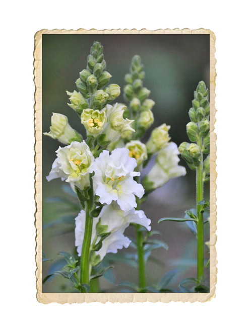 Lejongap Madame Butterfly Ivory