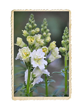 Lejongap Madame Butterfly Ivory