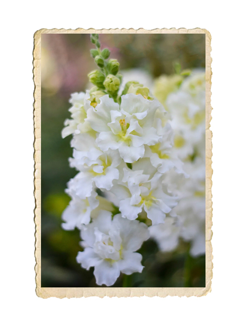Lejongap Madame Butterfly Ivory - 3