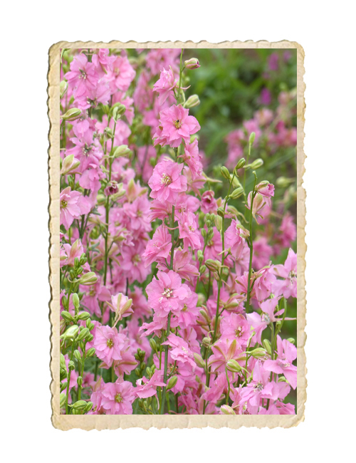 Romersk Riddarsporre QIS Rose - 2