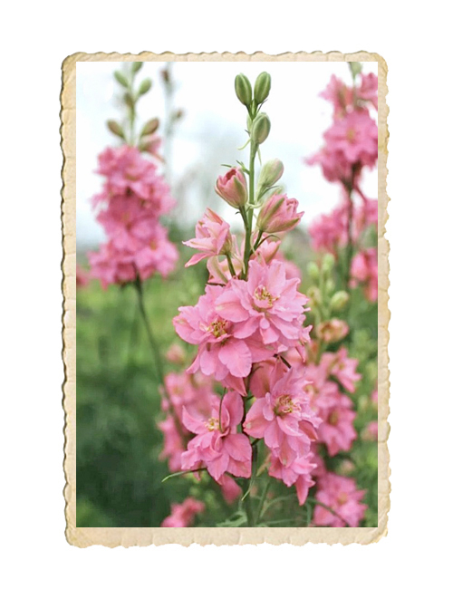 Romersk Riddarsporre QIS Rose