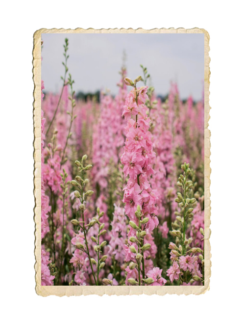 Romersk Riddarsporre QIS Rose - 3