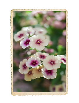 Sommarflox Cherry Caramel