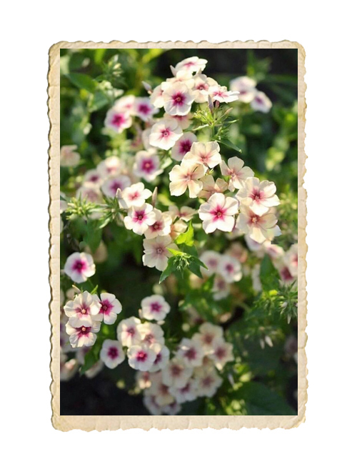 Sommarflox Cherry Caramel - 3