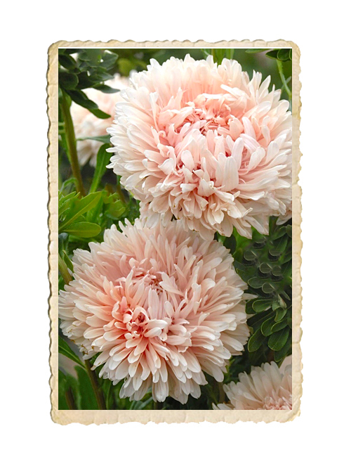 Aster King Size Apricot