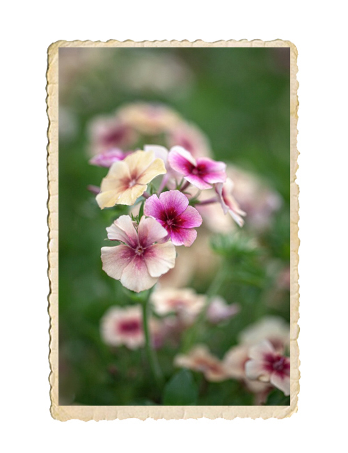 Sommarflox Cherry Caramel - 2