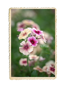 Sommarflox Cherry Caramel
