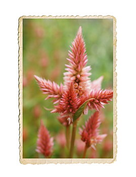 Celosia Celway Terracotta