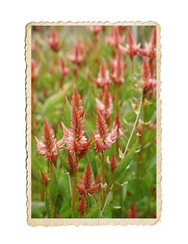 Celosia Celway Terracotta