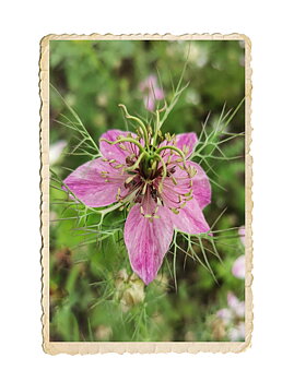 Jungfru i det gröna Persian Rose