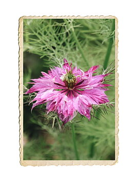 Jungfru i det gröna Persian Rose