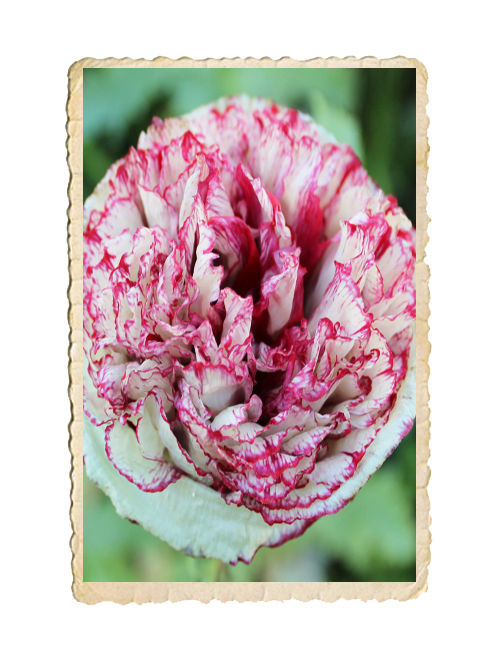 Pionvallmo Flemish Antique Peony - 2