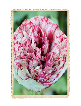 Pionvallmo Flemish Antique Peony