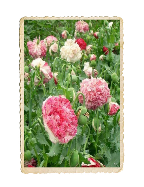 Pionvallmo Flemish Antique Peony