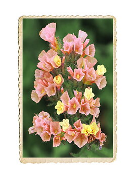 Risp QIS Apricot