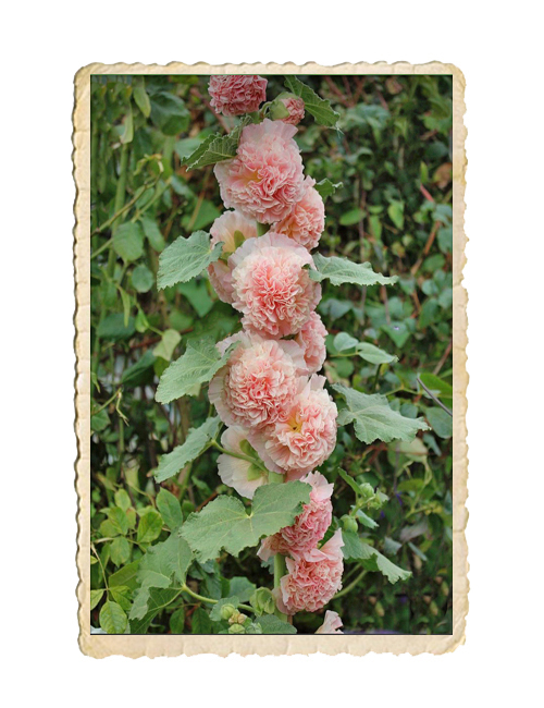 Stockros Peaches 'n Dreams
