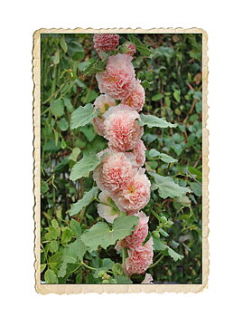 Stockros Peaches 'n Dreams