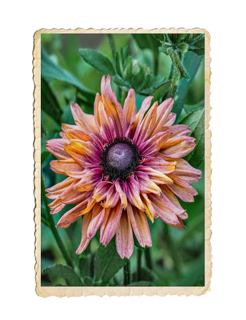 Sommarrudbeckia Sahara - 4