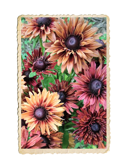 Sommarrudbeckia Sahara - 5