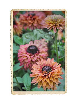 Sommarrudbeckia Sahara
