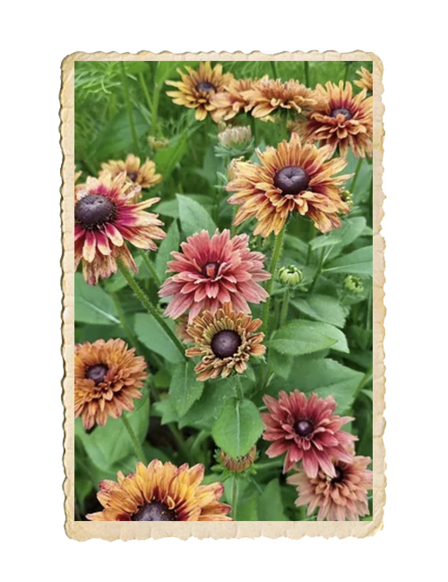 Sommarrudbeckia Sahara - 2