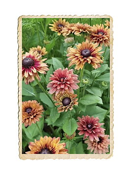 Sommarrudbeckia Sahara