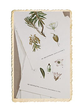 Bunt med florabilder, 10 st