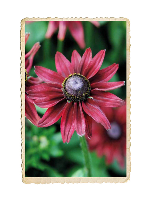 idémakeriet - Rudbeckia Cherry Brandy