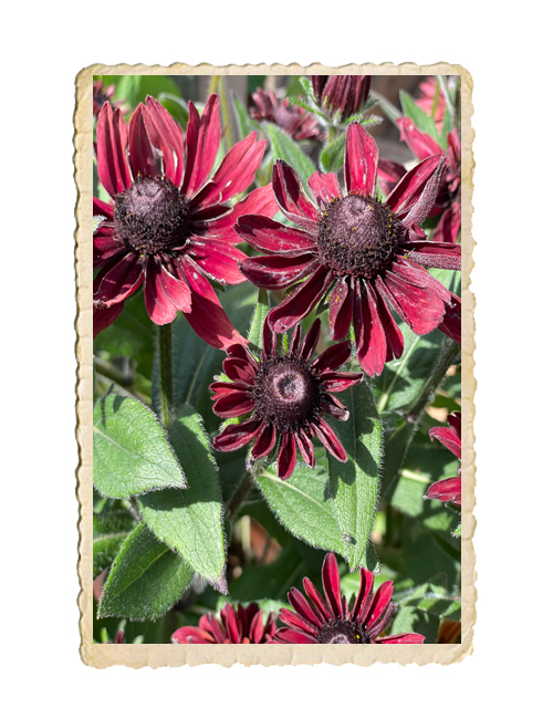Sommarrudbeckia Cherry Brandy - 3