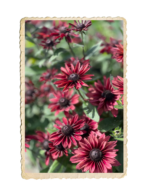 Sommarrudbeckia Cherry Brandy