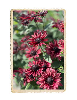 Sommarrudbeckia Cherry Brandy