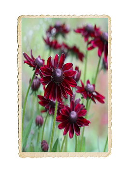 Sommarrudbeckia Cherry Brandy